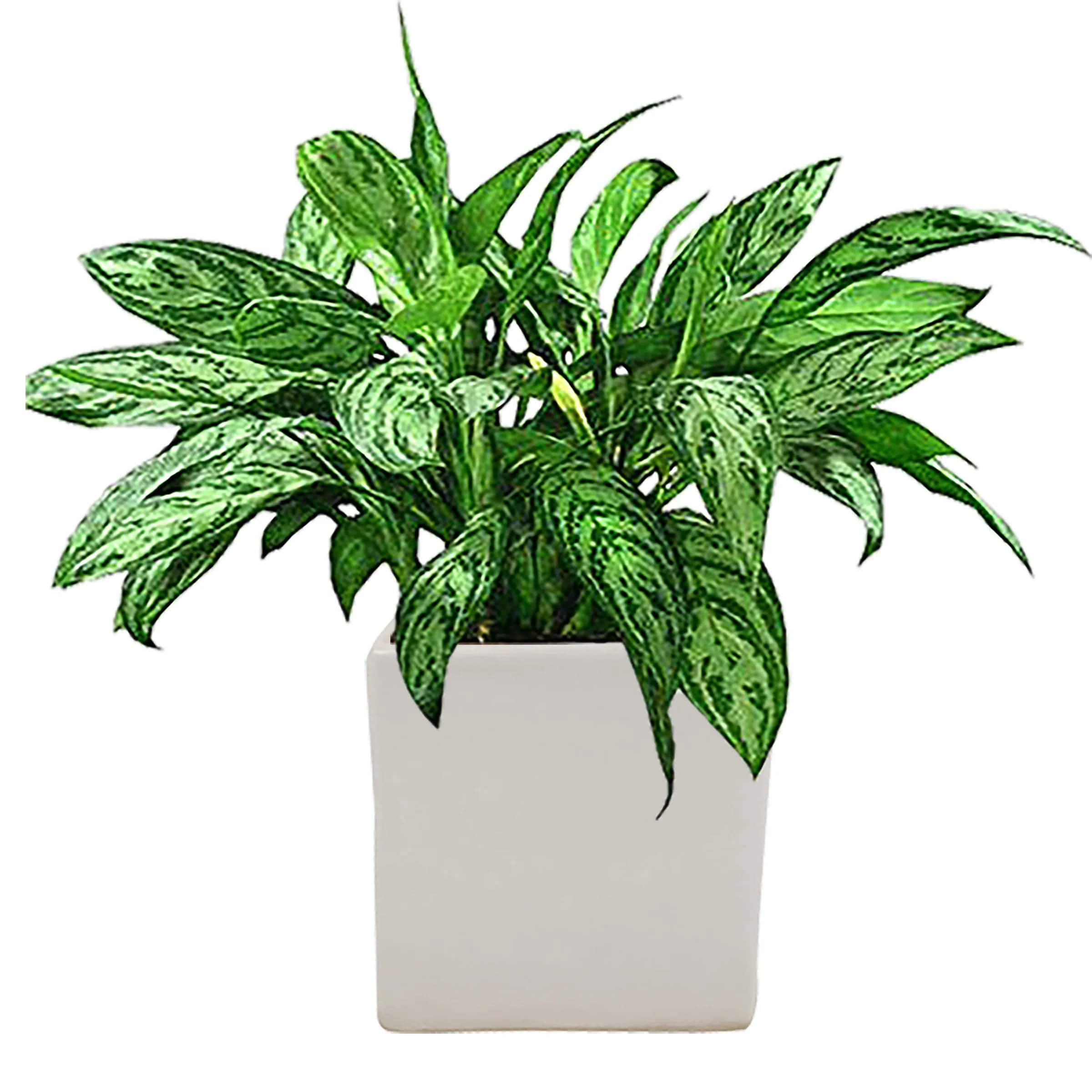 Alora 4 inch square box white