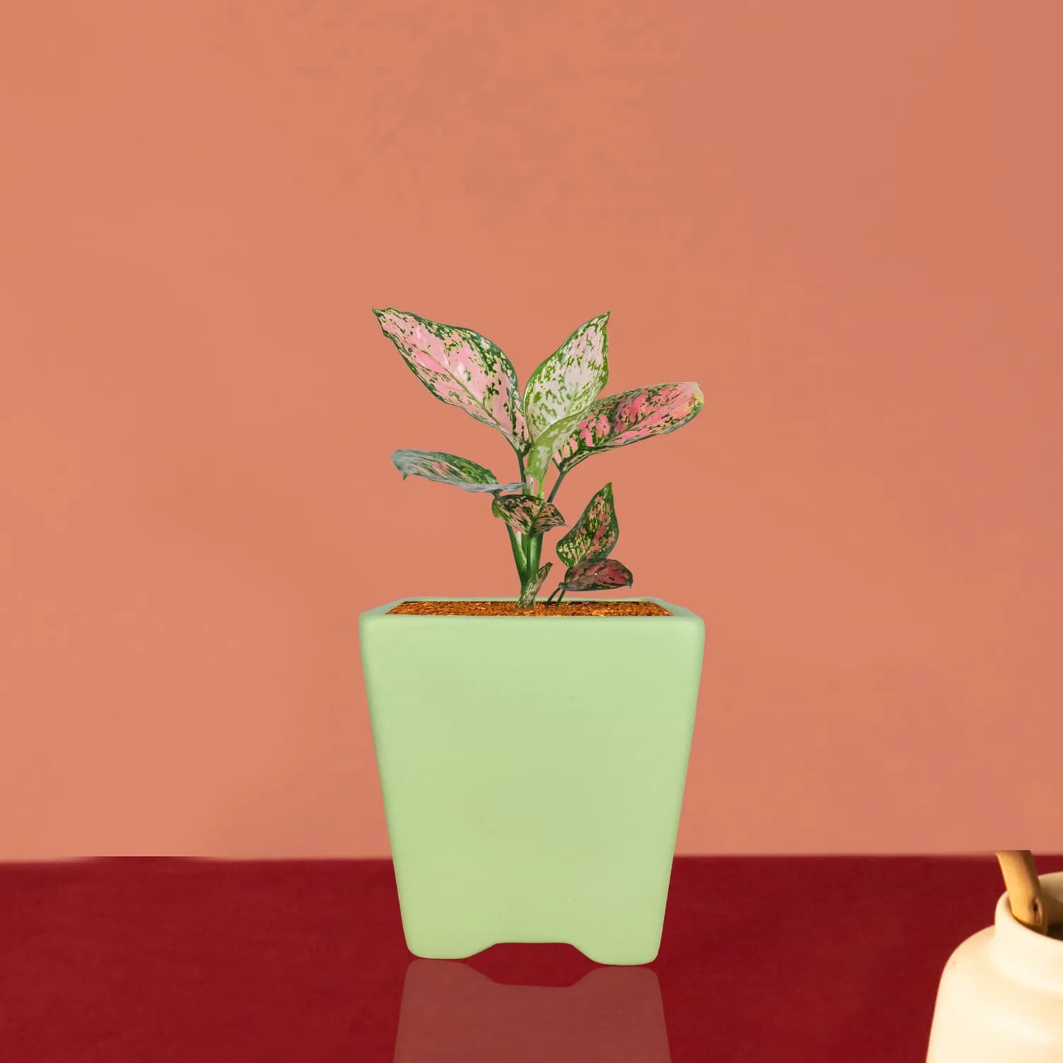 Mint