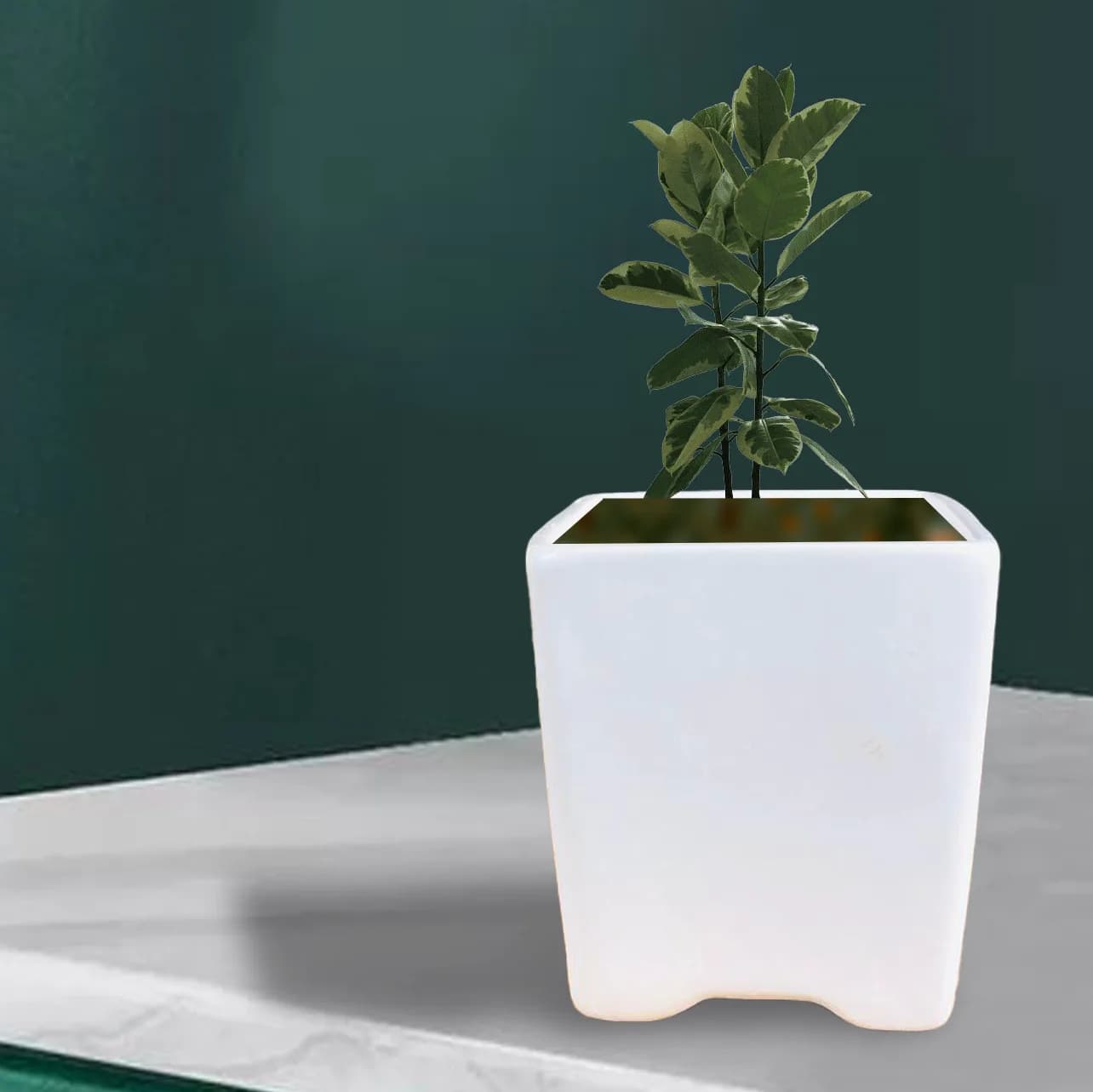 White