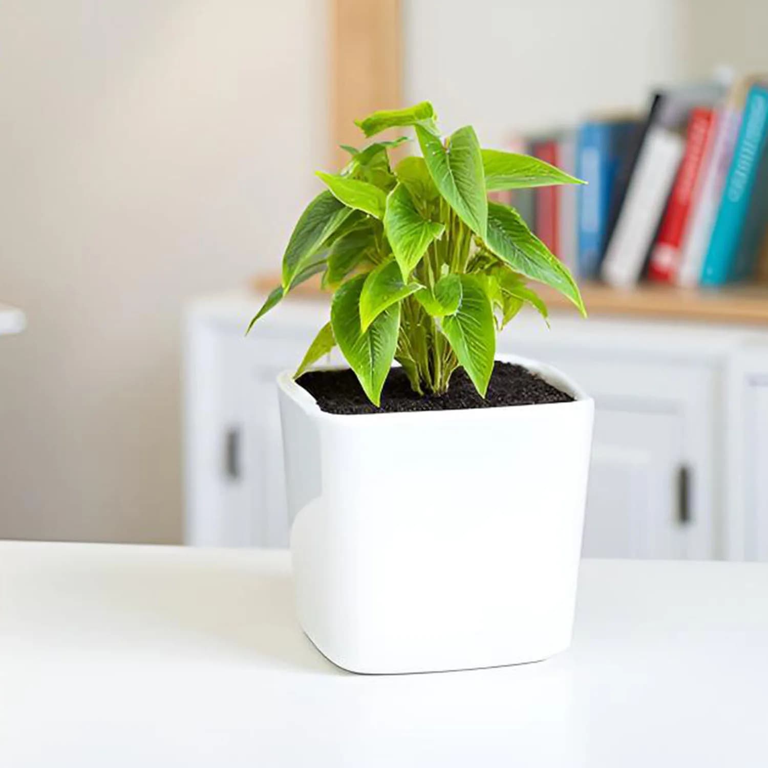 Alora 3 inch square box white