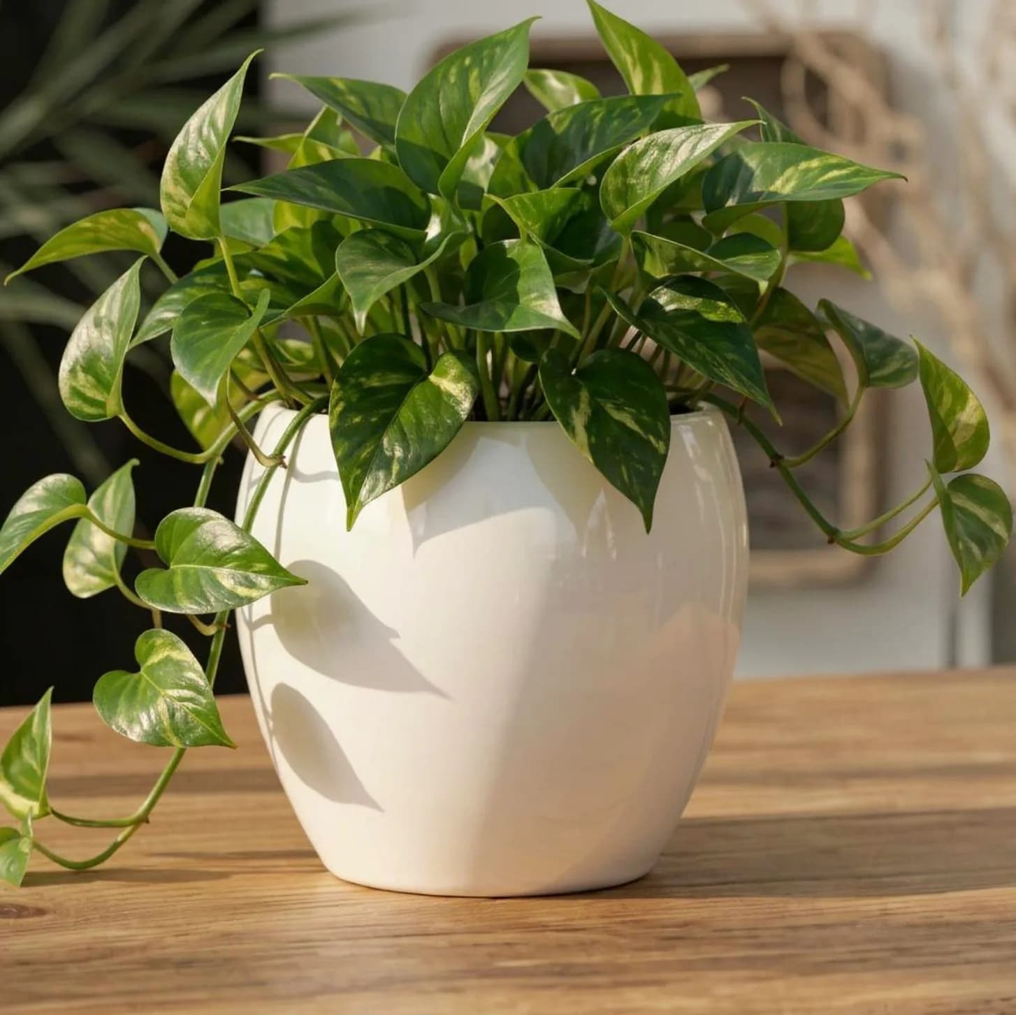 Kullad 5 inch white