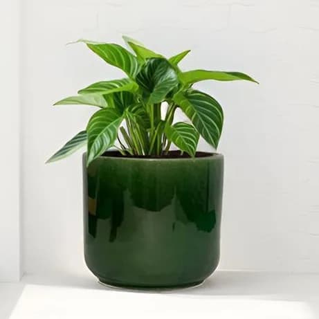Green HT5