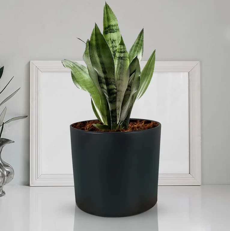 Sara 5 inch black
