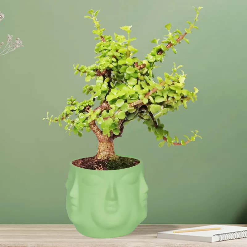 Vivan mint