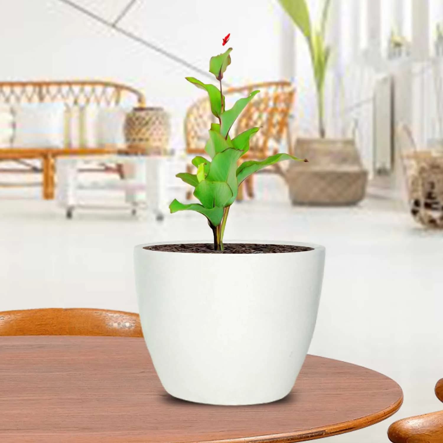 Core white